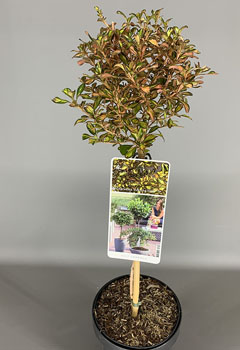 Coprosma ‘Evening Glow’