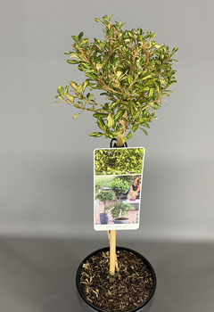 Coprosma 'Lemon & Lime’