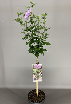 Hibiscus syr. ‘Lavender Chiffon’