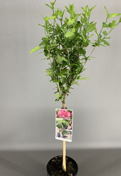 Hibiscus syr. ‘Magenta Chiffon’