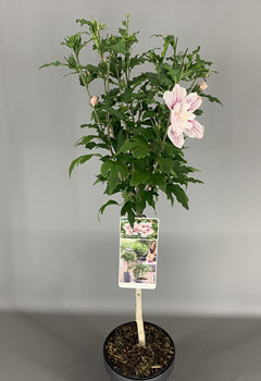 Hibiscus syr. ‘Starbust Chiffon’