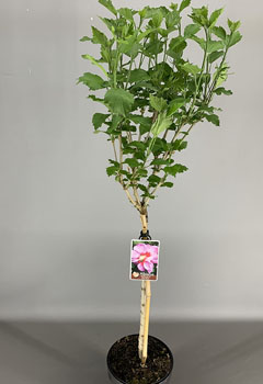 Hibiscus syr. ‘Walberton’s Rose Moon’