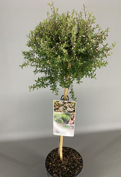 Leptospermum scop. ‘Bianco’