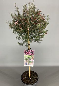Leptospermum scop. ‘Rosa’