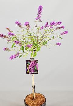Buddleja 'Dreaming Lavender'