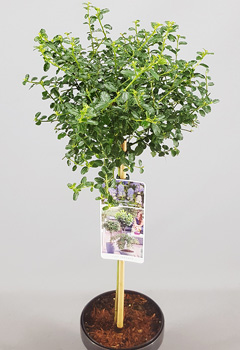 Ceanothus thyrsiflorus repens