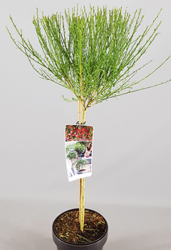 Cytisus 'Boskoop Ruby'