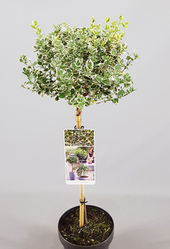 Euonymus fort. 'Emerald Gaiety'