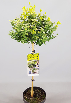 Euonymus fort. Emerald Gold