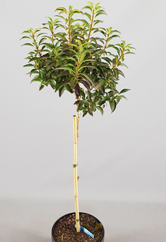 Forsythia 'Nimbus'®