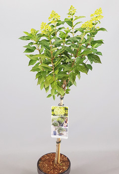 Hydrangea pan. 'Lime Light'®