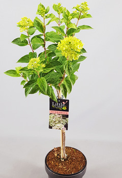 Hydrangea pan. 'Little Lime'®