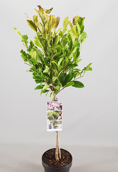 Magnolia loebneri 'Leonard Messel' (2jr)