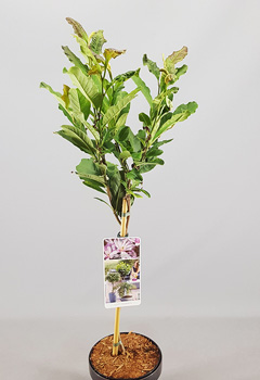 Magnolia loebneri 'Leonard Messel'