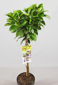 Prunus laur. 'Etna'® (2jr)