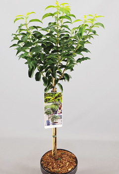 Prunus lusutanica 'Angustifolia'