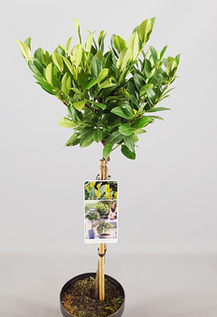 Prunus laur. 'Mano' (2jr)