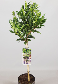 Prunus laur. 'Otte Luycken'