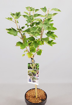 Ribes runru 'Werdavia'