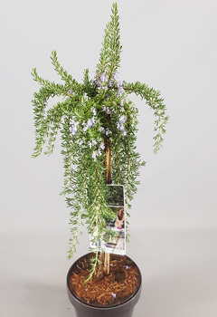 Rosmarinus off. 'Prostatus'