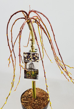 Salix caprea 'Kilmarnock'