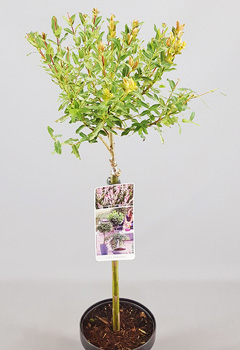 Salix integra 'Hakuro Nishiki'