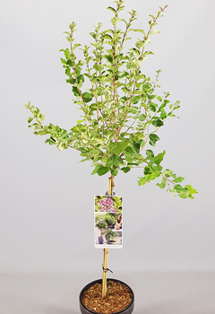 Syringa 'Pink Perfume'®