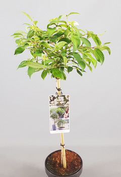 Viburnum plicatum 'Watanabe'