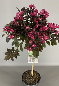 Weigela florida 'Minor Black'®