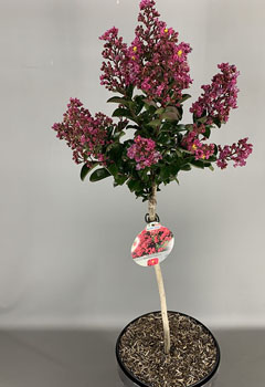 Lagerstroemia ind. ‘Berry Dazzle’