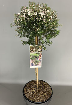 Leptospermum scop. ‘Bianco’