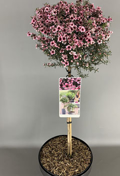 Leptospermum scop. ‘Rosa’