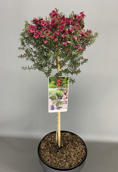 Leptospermum scop. 'Rosso'