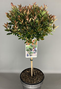 Photinia fr. ‘Chico’