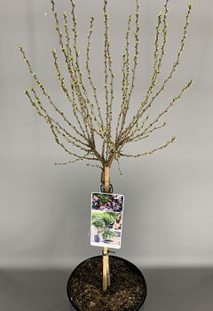 Prunus x 'Comet'®