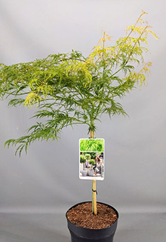 Acer palm. 'Dissectum'