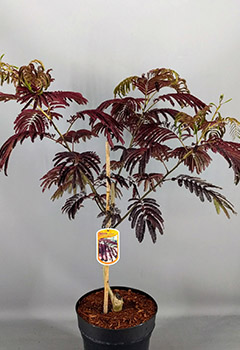 Albizia jul. 'Summer Chocolate'