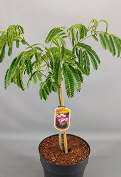 Albizia julibrissin 'Boubri'