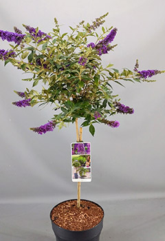 Buddleja 'Dreaming Lavender' Bloomtastic®