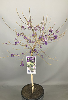 Callicarpa bod. 'Magical Purple Giant'®