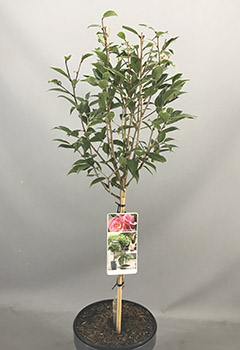 Camellia cusp. 'Spring Festival'