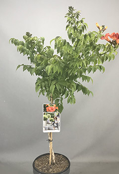 Campsis rad. 'Fire Trumpet'