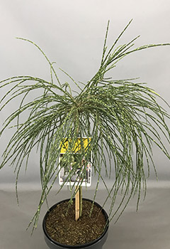 Cytisus 'Golden Tears'