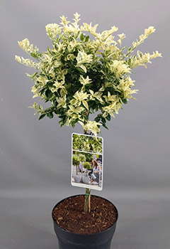 Euonymus fort. 'Harlequin'