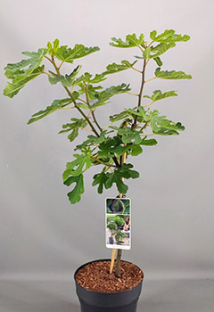 Ficus carica 'Brown Turkey'