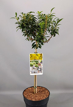 Forsythia 'Nimbus'®