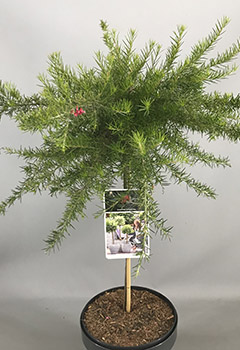 Grevillea juniperina