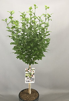 Hibiscus syr. 'Hamabo'