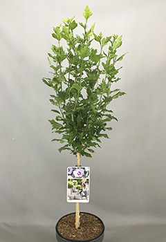 Hibiscus syr. 'Oiseau Bleu'