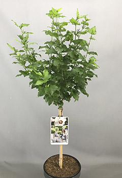 Hibiscus syr. 'Red Heart'